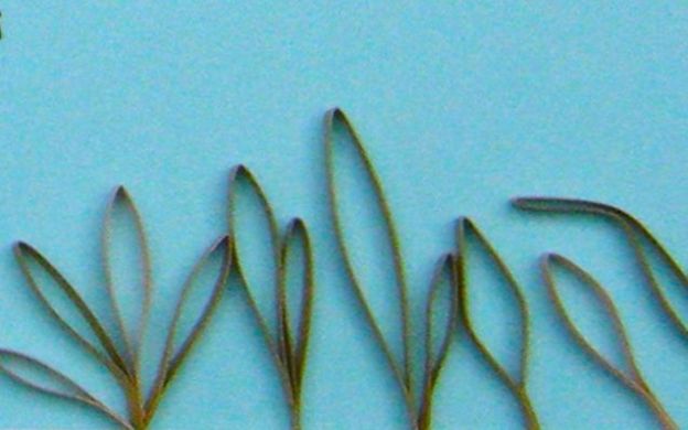 folded-strip-grass-blades